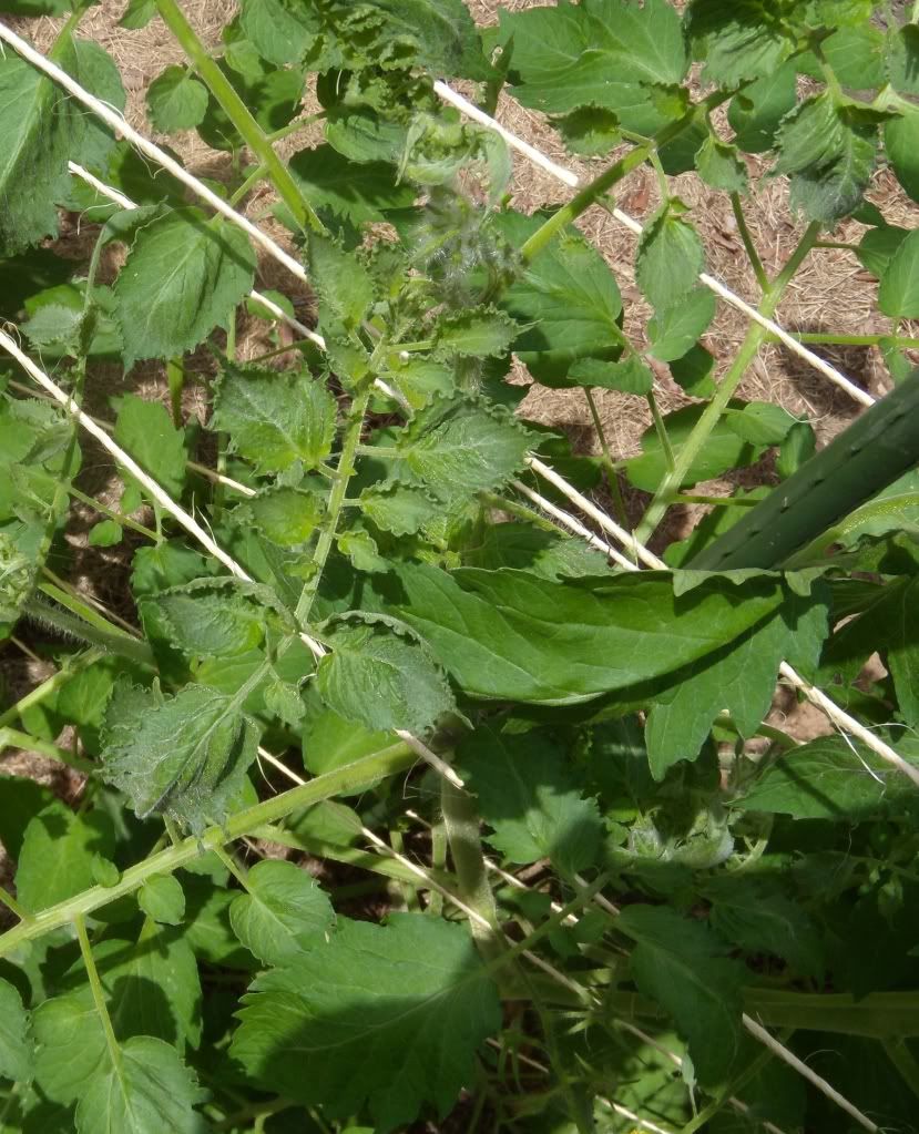 Deformed leaves Tomatoville® Gardening Forums